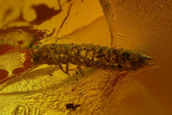 Fossil Beetle Larva (Coleoptera) in Baltic Amber #173679